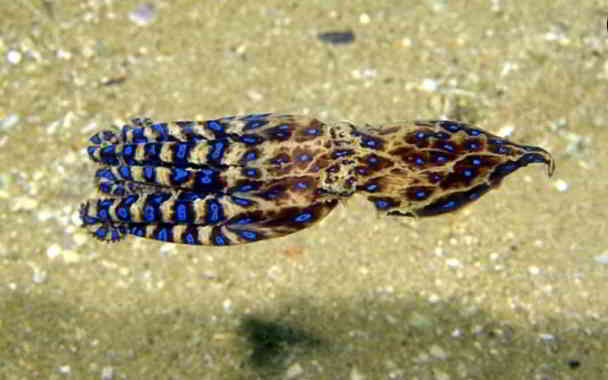 blue ringed octopus venum potency in kannada