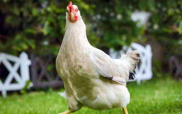chicken for pregnant women in kannada