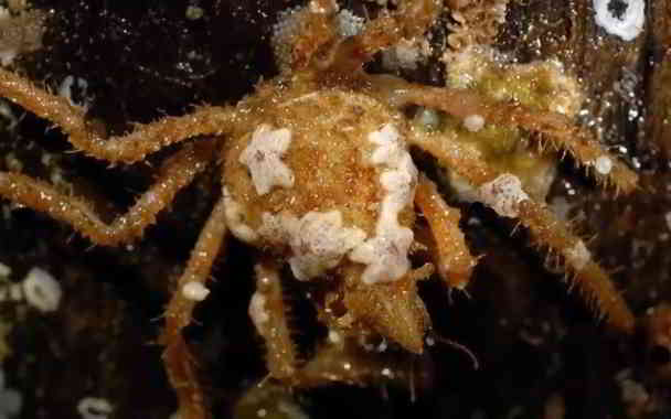decorator crab camouflage in kannada