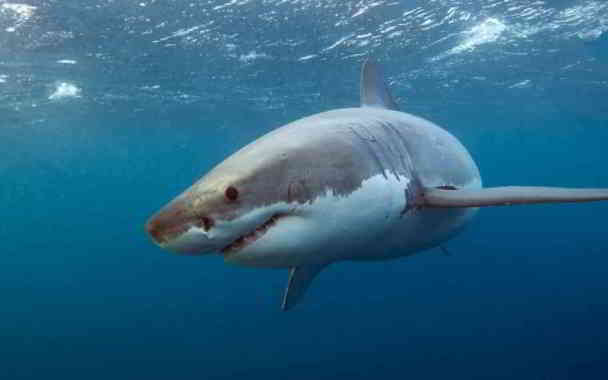 how much harmful the white great shark in kannada