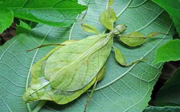 green leaf insects camouflage in kannada
