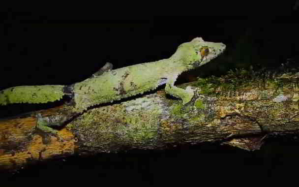 mossy leaf tailed gecko camouflage in kannada