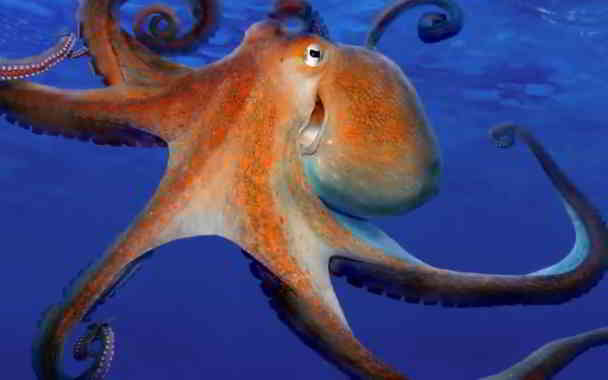 octopus camouflage in kannada