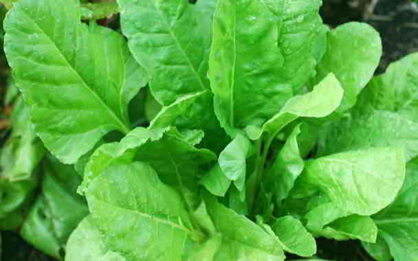 are leafy greens good for your teeth in kannada