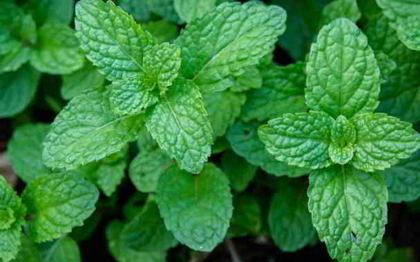 is mint good for stomach ache in kannada