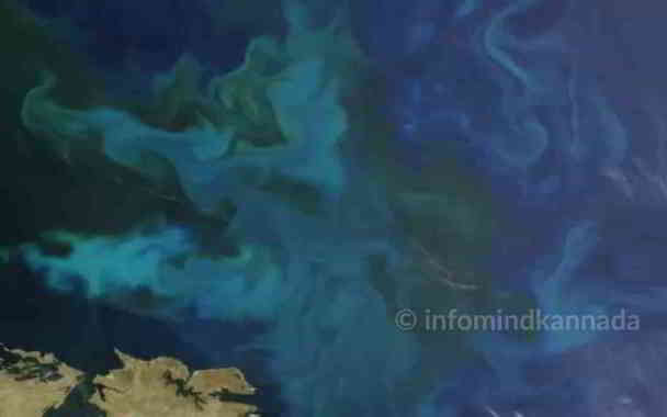 can phytoplankton blooms be seen from space in kannada