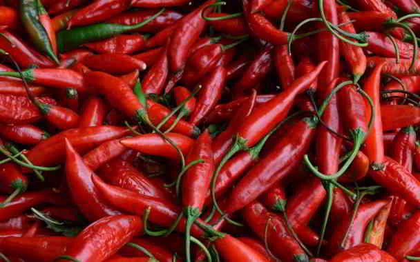 red chilli medical plant in kannada