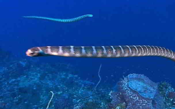 are sea snakes are dangerous to humans in kannada