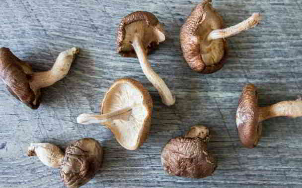 shiitake mushroom for teeth protection in kannada