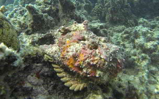 dangerous stone fish in kannada
