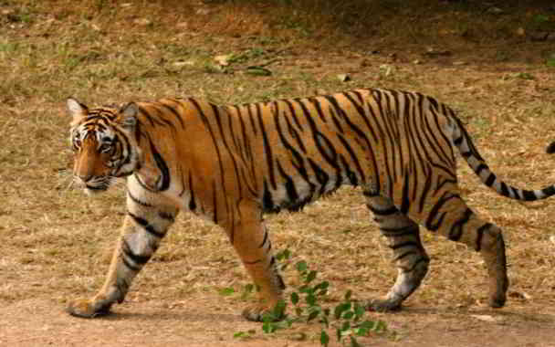tigers saved in karnataka in kannada