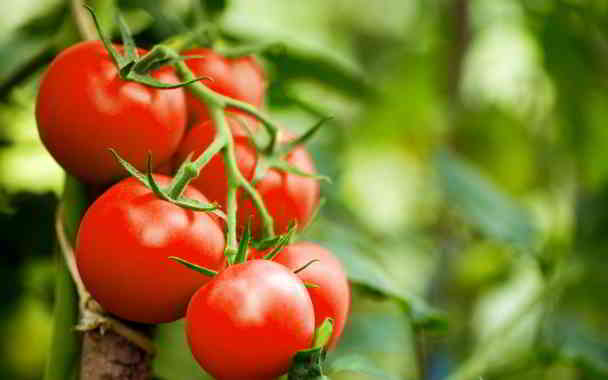 tomato for heart in kannada