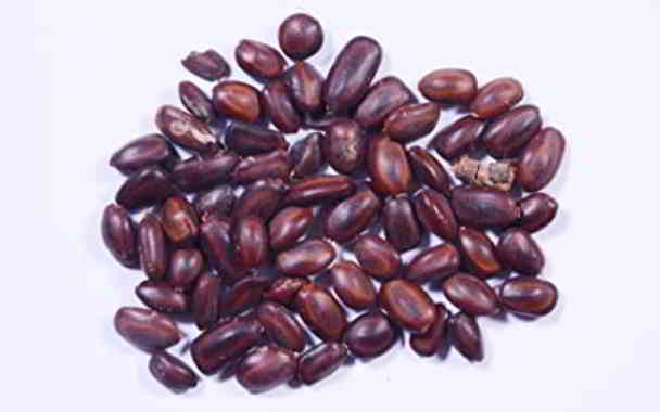 tree seed and allergy in kannada