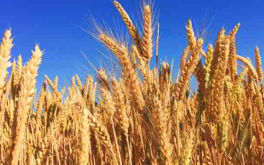 wheat and allergy in kannada