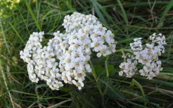 does yarrow help with stomach pain in kannada